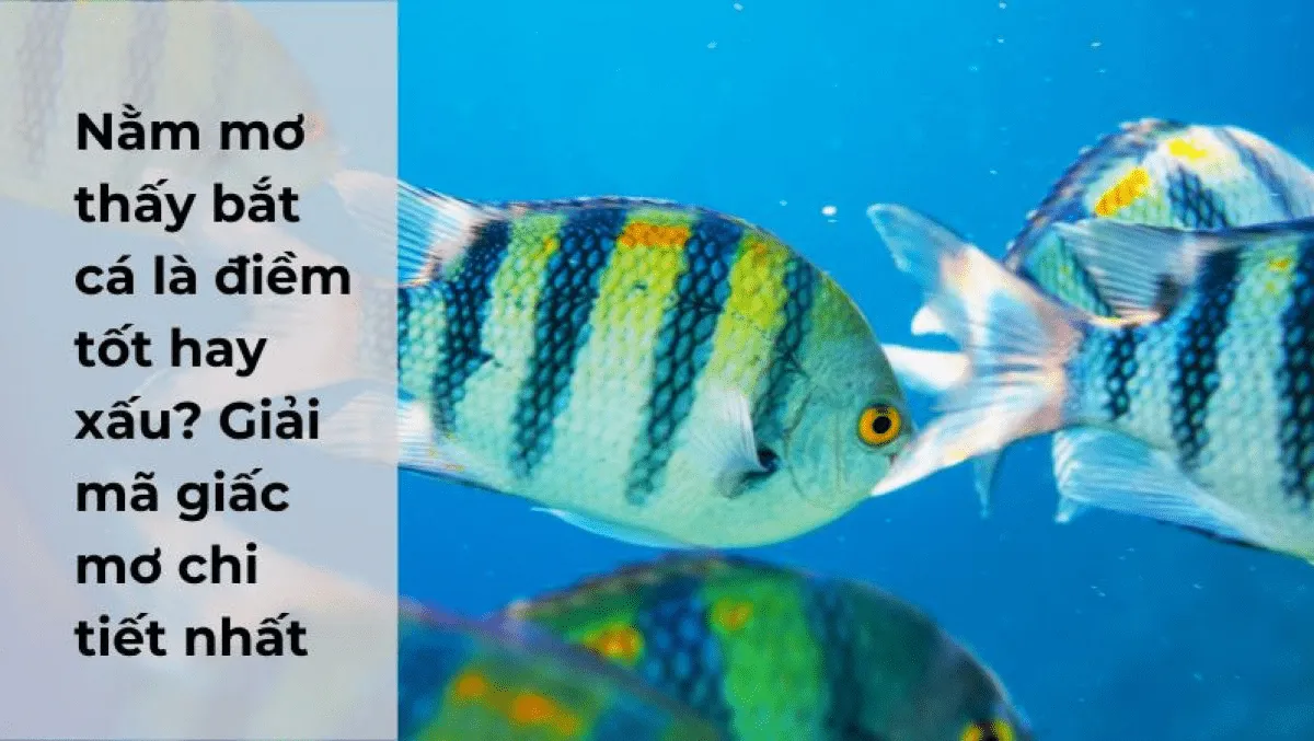 giai-ma-giac-mo-thay-ca-1-min_11zon