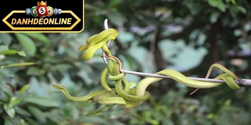 Chiêm bao thấy 2 con rắn là điềm lành hay điềm dữ?